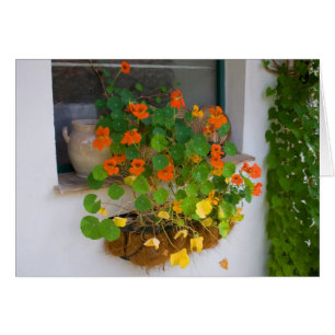 Tropaeolum majus