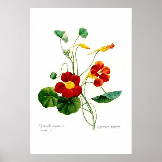 Tropaeolum majus(nasturtium) poster (Front)