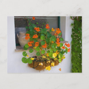 Tropaeolum majus postcard