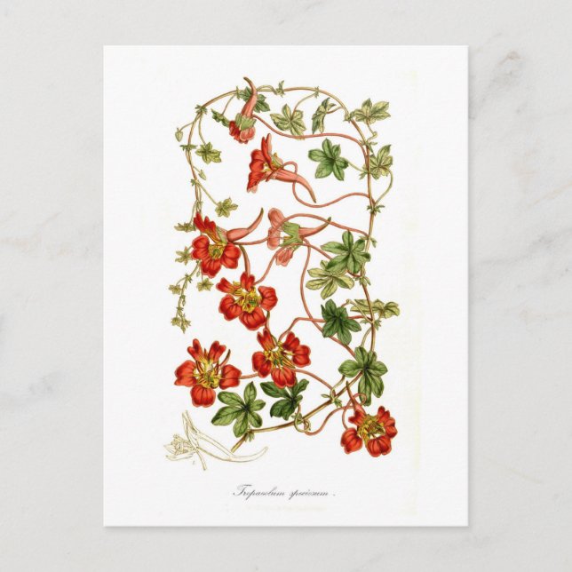 Tropaeolum speciosum postcard (Front)