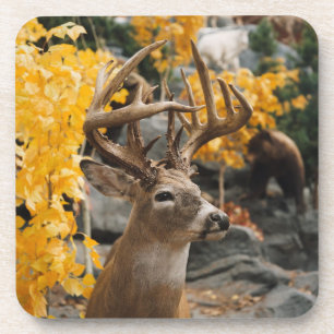 Trophy Deer Coaster