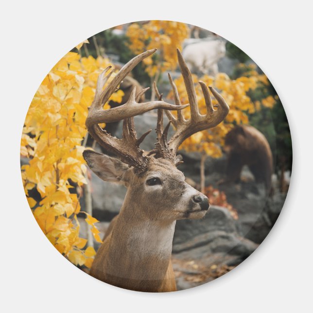 Trophy Deer Magnet (Front)