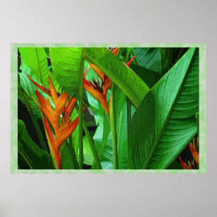 Tropic Birds 36 x 24 Poster