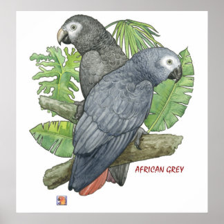 Tropical African Greys Print