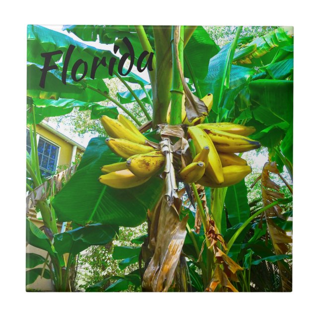 Tropical Banana Palm Tree St Augustine Florida Ceramic Tile (Front)