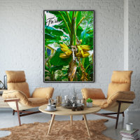 Tropical Banana Palm Tree St Augustine Florida