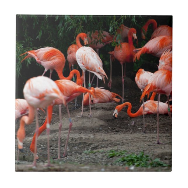 Tropical Beach Birds Destiny Flamingos Ceramic Tile (Front)