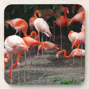 Tropical Beach Birds Destiny Flamingos Coaster