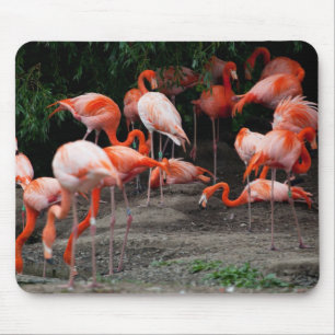 Tropical Beach Birds Destiny Flamingos Mouse Pad