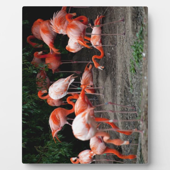 Tropical Beach Birds Destiny Flamingos Plaque (Front)