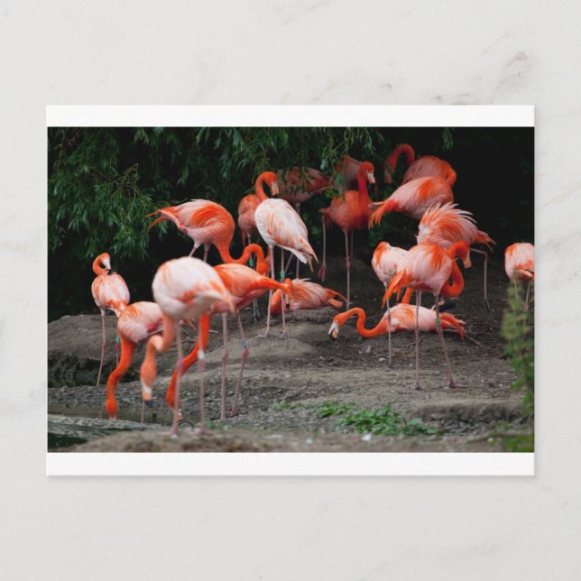 Tropical Beach Birds Destiny Flamingos Postcard (Front)
