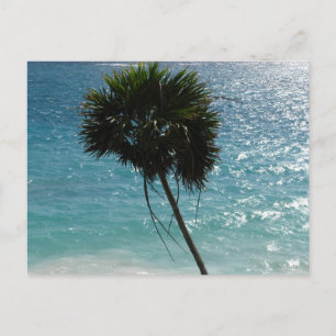 Tropical Beach Palm Tree Postcard