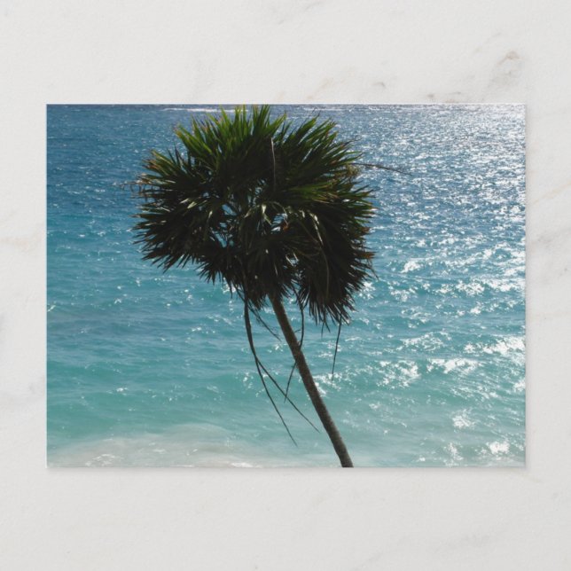 Tropical Beach Palm Tree Postcard (Front)