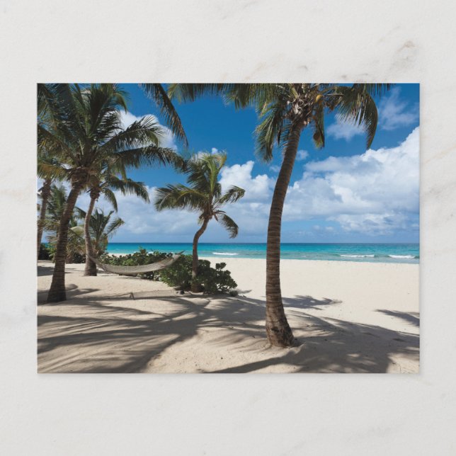 Tropical Beaches | Anguilla Beach, Palm Tree Postcard (Front)