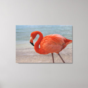 Tropical Beaches Caribbean Flamingo, Aruba Canvas Print