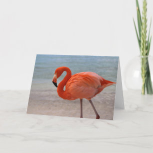 Tropical Beaches Caribbean Flamingo, Aruba Card