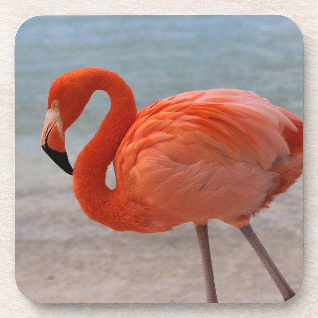 Tropical Beaches | Caribbean Flamingo, Aruba Coaster (Front)