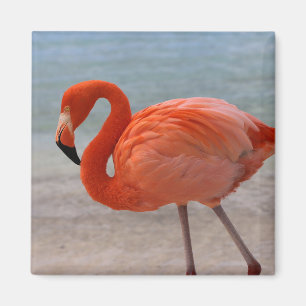Tropical Beaches Caribbean Flamingo, Aruba Magnet