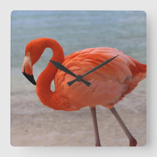 Tropical Beaches | Caribbean Flamingo, Aruba Square Wall Clock (Front)