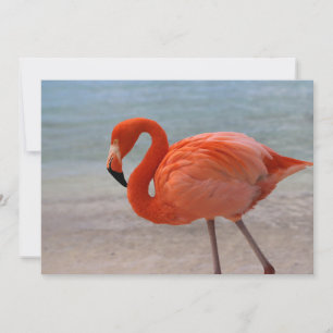 Tropical Beaches Caribbean Flamingo, Aruba Thank You Card