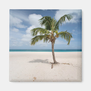Tropical Beaches Eagle Beach, Aruba Magnet