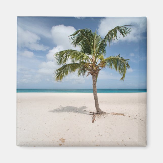 Tropical Beaches | Eagle Beach, Aruba Magnet (Front)