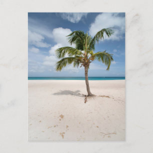 Tropical Beaches Eagle Beach, Aruba Postcard