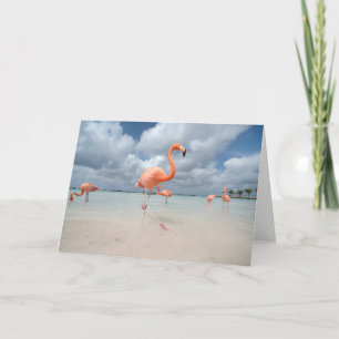Tropical Beaches   Flamingos Beach, Aruba Card