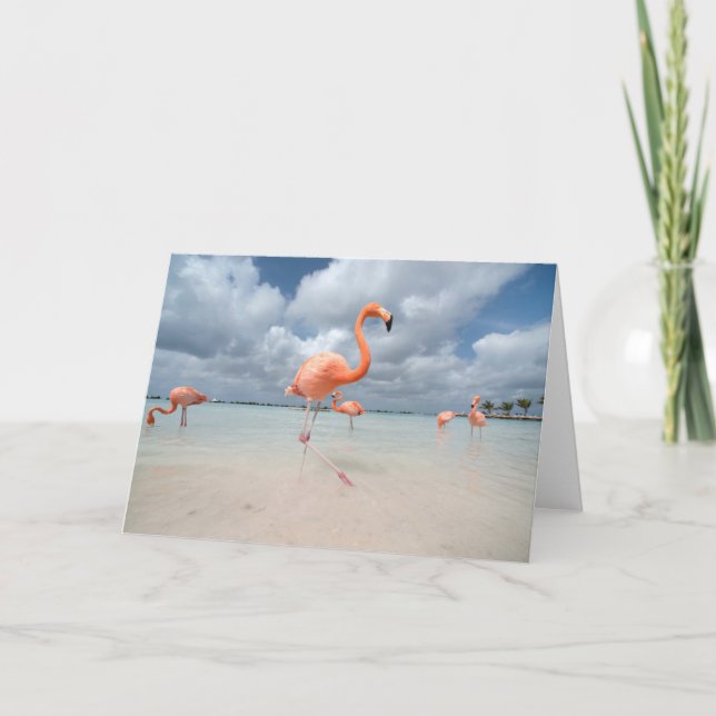 Tropical Beaches | Flamingos Beach, Aruba Card (Front)