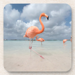 Tropical Beaches   Flamingos Beach, Aruba Coaster