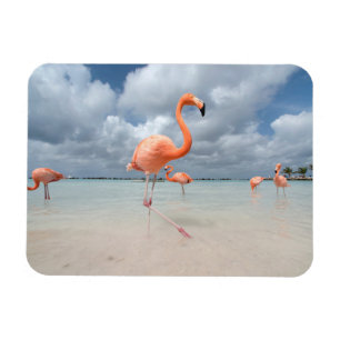 Tropical Beaches Flamingos Beach, Aruba Magnet