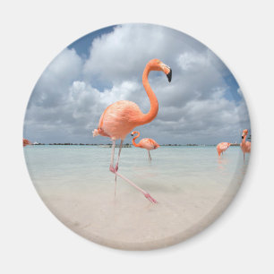 Tropical Beaches Flamingos Beach, Aruba Magnet