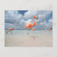 Tropical Beaches | Flamingos Beach, Aruba