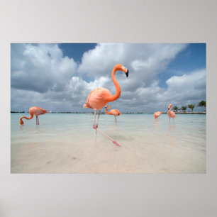 Tropical Beaches Flamingos Beach, Aruba Poster