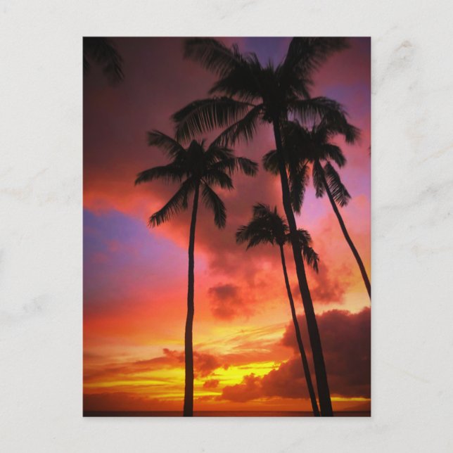 Tropical Beaches | Maui Hawaii Islands Postcard (Front)