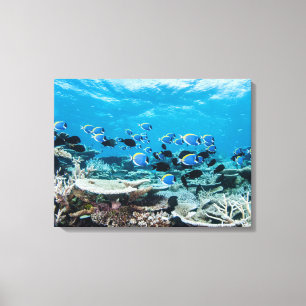 Tropical Beaches Sturgeon Amongst Coral Canvas Print