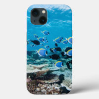 Tropical Beaches | Sturgeon Amongst Coral