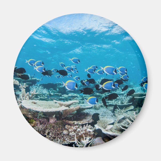 Tropical Beaches | Sturgeon Amongst Coral Magnet (Front)