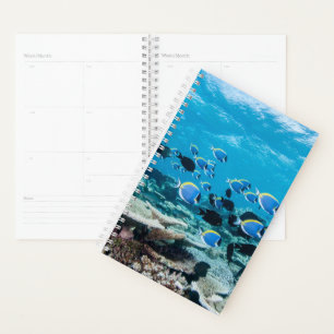 Tropical Beaches Sturgeon Amongst Coral Planner