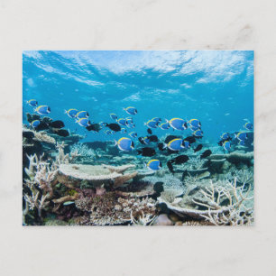 Tropical Beaches   Sturgeon Amongst Coral Postcard