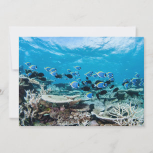 Tropical Beaches Sturgeon Amongst Coral Thank You Card
