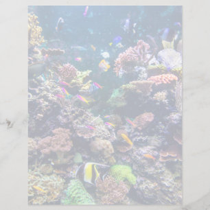 Tropical Beaches   Underwater Coral Reef