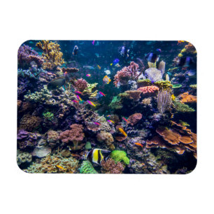 Tropical Beaches   Underwater Coral Reef Magnet