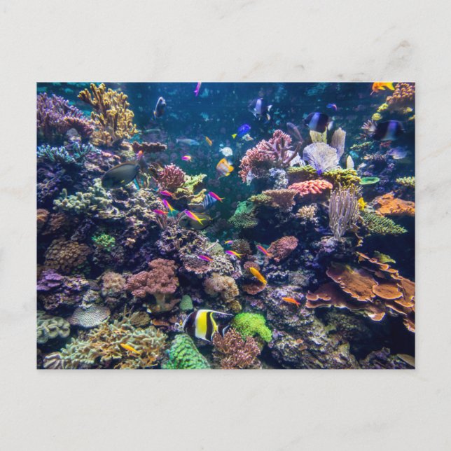 Tropical Beaches | Underwater Coral Reef Postcard (Front)
