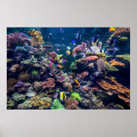 Tropical Beaches | Underwater Coral Reef
