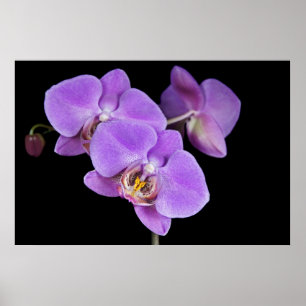 Tropical Beauty Poster