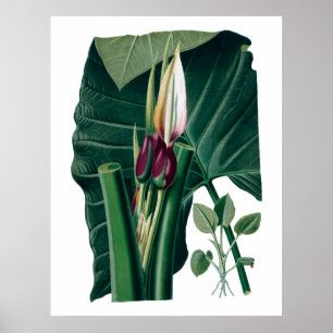 Tropical big leaves botanical print