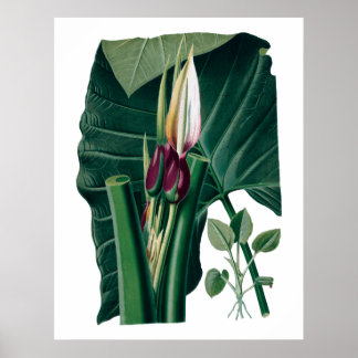 Tropical big leaves botanical print
