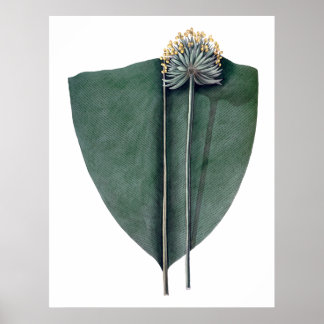 Tropical big leaves botanical print
