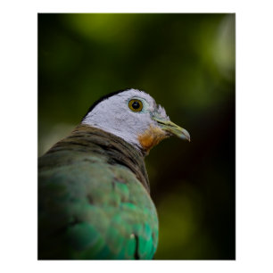 Tropical Bird Photography Portrait - Fruit Dove Poster